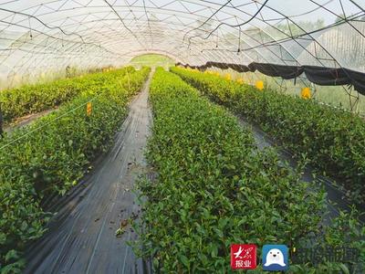 白露飄香引新篇——費(fèi)縣春曦茶業(yè)以生物有機(jī)肥研發(fā)驅(qū)動(dòng)白茶技術(shù)創(chuàng)新